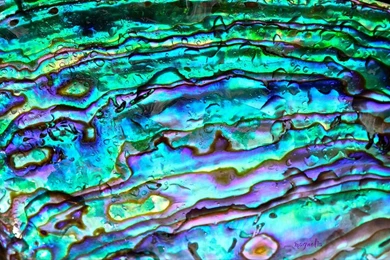 Mother Of Pearl By FallOut99 On DeviantArt