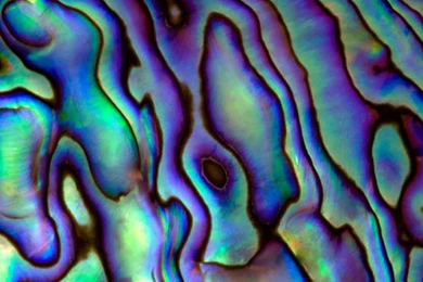 Mother Of Pearl And Ocean Temperature   Images