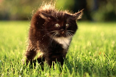 Cute Kittens HD Wallpapers 1920x1080