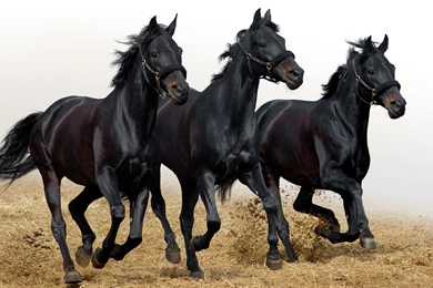 Horses Wallpapers