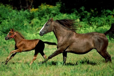 Free Pictures Of Horses   Wallpapers HD Base