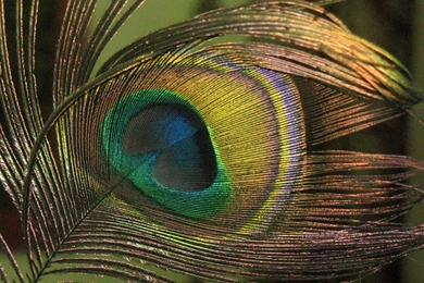 Free Hd Wallpapers: Peacock Feather Backgrounds Peacock Wallpapers