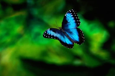 Glowing Girl Butterflies Wallpapers