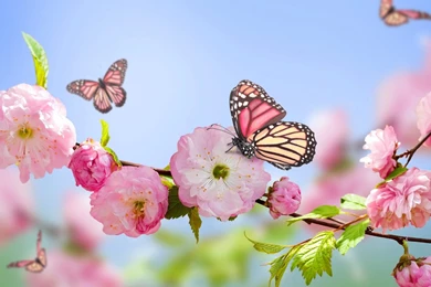 Spring Flowers And Butterflies Wallpapers   Popular Flowers