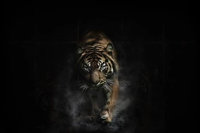 Wallpapers Tiger