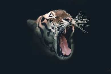 Tiger Wallpapers By Ceykey On DeviantArt
