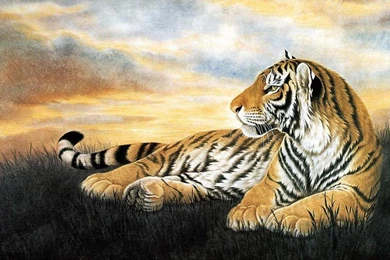 TIGER AT SUNSET WALLPAPER   (