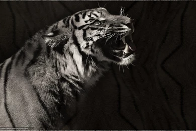 432911_tigr_art_xishhnik_chyorno beloe_1680x1050_www.Gde Fon.com.jpg