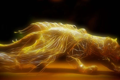 Tiger Skin Wallpapers   Wallpapers HD Fine