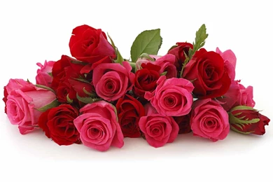 Red Rose Flowers WallpapersUgg Stovler