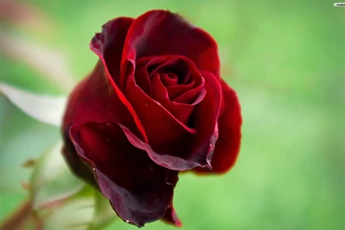YouWall   Red Rose Wallpapers   Wallpaper,wallpapers,free Wallpapers ...
