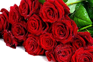 Red Roses HD Wallpapers Free Download