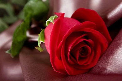 1920x1080 Red Rose Flower Wallpapers