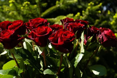 Punch Of Rose   Windows 10 Wallpapers