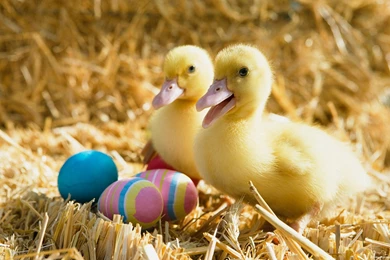 Ducklings Pair Wallpapers