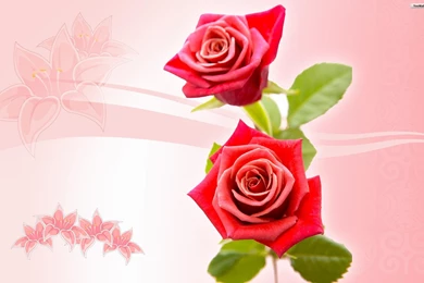 Roses Wallpapers Collection (42+)