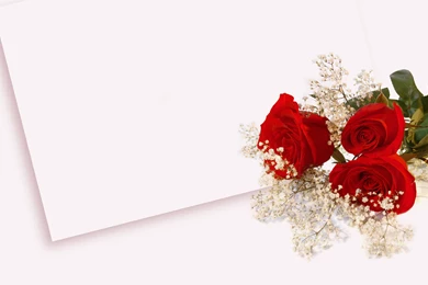 Wallpapers Full Hd Roses Free Daily 2560x1600