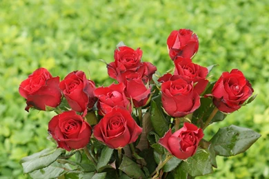 Wallpapers Of Roses   Wallpapers HD Fine