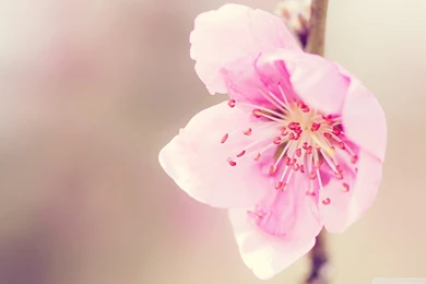 Pretty HD Backgrounds