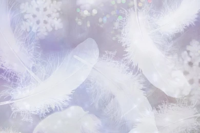 Feather Backgrounds Four