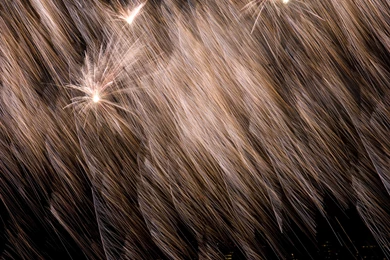 Download Texture: ?????, Texture Feather, Download Backgrounds ...