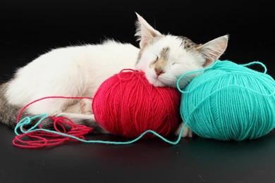 Cats: Toys Kitten Cat Feline Sweet Desktop Background Images For ...