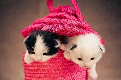 Cats: Sweet Kittens Bag Pink Cute Desktop Background Images For HD ...
