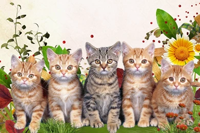 Cats: Spring Kitty Faces Flowers Lawn Grass Cat Summer Fleur Sweet ...