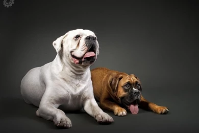 Dogs Bull Dog Puppies Animal Puppy Pet Sweet Desktop Backgrounds ...