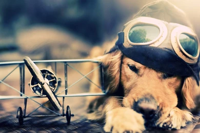 Animal Wallpaper: Cute Dog Wallpapers Phone HD Backgrounds ...