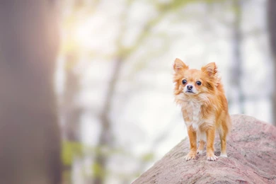 Cute Dog Backgrounds Wallpapers   New HD Wallpapers