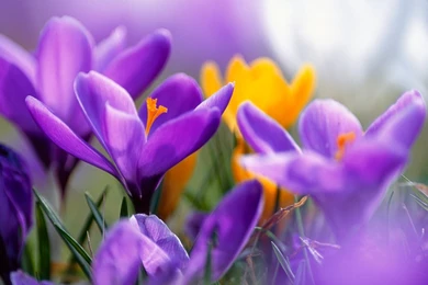 9 Beautiful HD Flower Wallpapers For Desktop