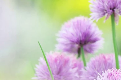 Free Natural Pink Flower Wallpapers For Galaxy S6.jpg