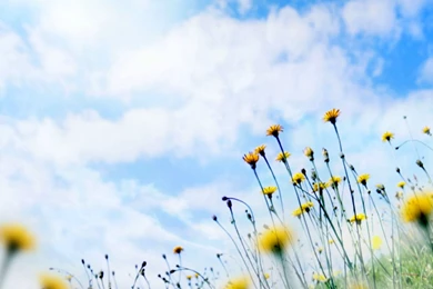 Pic New Posts: Wallpapers Clean