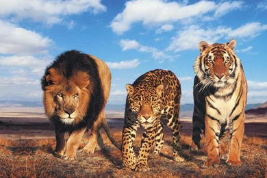 Lion And Tiger Wallpaper, Wallpaper, Lion And Tiger Wallpapers Hd ...