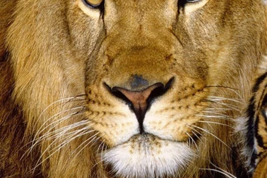 Download Wallpapers 1080x1920 Tiger, Lion, Couple, Down, Big Cat ...