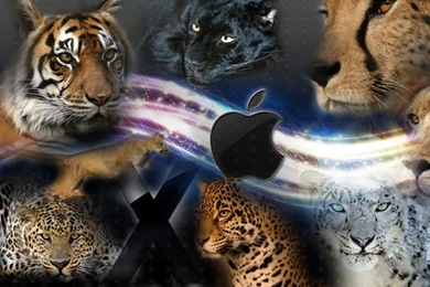 Lion HD Desktop Wallpapers – Download Free HD Wallpapers For Desktop