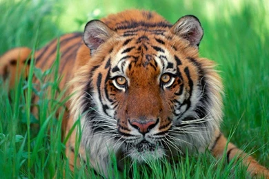 Tiger Versus Lion Wallpapers   Android Apps On Google Play