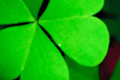 Pure Weed Plant Breed Macro iPhone 6 Wallpapers Download