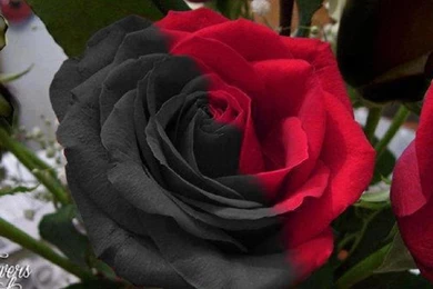 Black And Red Rose Beauty 1225511 Wallpapers   (