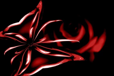 Black And Red Rose Wallpapers   Wallpapers HD Wide