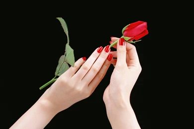 Hands Roses Black Backgrounds Red Rose Wallpapers