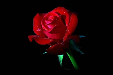Red Rose Dark Flower Nature iPhone 5s Wallpapers Download