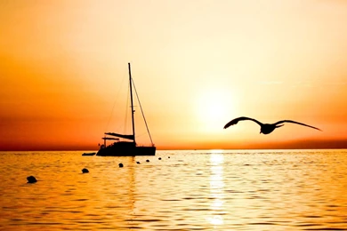 Download Wallpapers 1920x1080 Sailing Vessel, Fishing, Bird, Flight ...