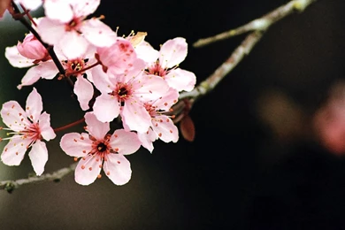 A Sakura Flower Wallpapers