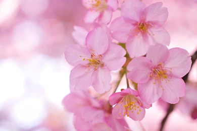 Desktop Wallpapers Of Flower Garden DR6