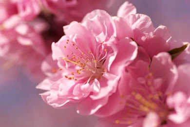 Sakura Flowers Wallpapers HD