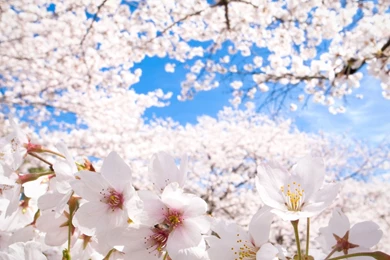 Sat 12 Dec CET 2015   2048x1280px Sakura Flowers Desktop ...