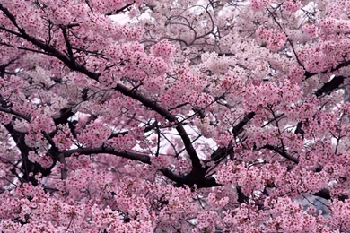 Sakura Flower Wallpapers
