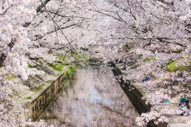 Desktop Hd Sakura Flower Wallpapers 3d Hd Pictures.